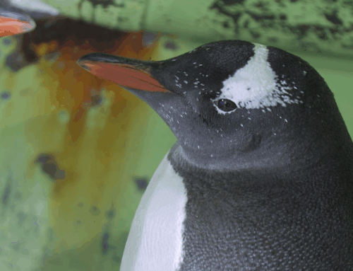Ice to see you! Gentoo penguin Melody gets vision makeover