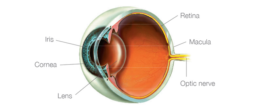 Age related macular degeneration